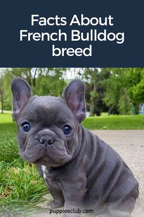 french-bulldogs Blue Frenchie Puppy, Frenchie Puppy Aesthetic, Frenchy Puppy, French Bulldog Colors, Fluffy French Bulldog, French Bulldog Information, French Dog Breeds, Frenchies Puppies, Female French Bulldog