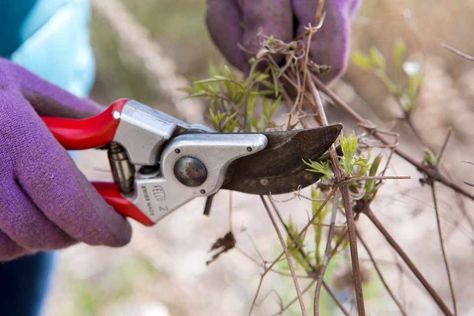 Follow our step by step guide to winter-pruning Group 3 clematis. Iris Flowers Garden, Clematis Care, Plum Varieties, Gardeners World, Clematis Montana, Clematis Plants, Fruit Bushes, Plant Benefits, Hydrangea Paniculata