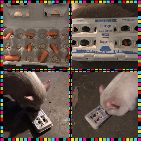 A fun, one time use enrichment toy! It was so much fun but it took me a while to open it so I just punched a hole in the top 😏 #kevindaman… Mini Pig Toys, Hoofstock Enrichment, Pig Enrichment Ideas, Toys For Pigs, Pig Enrichment, Mini Potbelly Pigs, Mini Pig Care, Mini Pig Pet, Potbelly Pigs