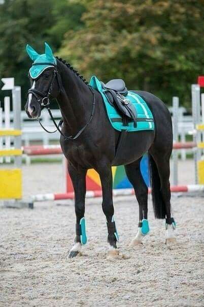 Sold!!! 6 years old mare broken to English and Western loves jumping and barrels comes with tack 15,000 Riding Outfit Equestrian, English Horse, Horse Riding Clothes, Black Horses, Most Beautiful Horses, Horse Blankets, Horse Equestrian, Horse Jumping, Cute Horses