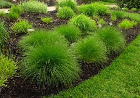 Ornamental Grasses For Shade, Ornamental Grass Landscape, Lawn Alternatives, Hgtv Garden, Ornamental Grass, Lawn Design, Grasses Landscaping, Grasses Garden, Low Maintenance Landscaping