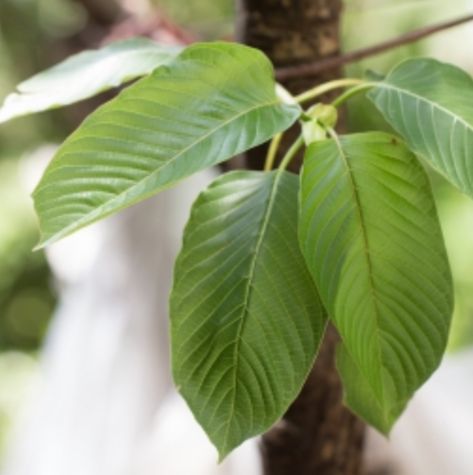 What is Mitragyna Speciosa and Why Is It So Controversial - Baltimore Post-ExaminerBaltimore Post-Examiner Mitragyna Speciosa, Natural Pain Relievers, Tropical Countries, Integrative Health, Withdrawal Symptoms, Herbal Supplements, Southeast Asia, Natural Remedies, Plant Leaves