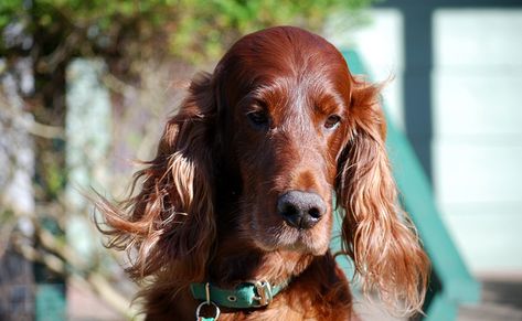 Le Setter irlandais, chien au long poil rouge flamboyant et brillant Irish Dog Breeds, Irish Elk, Welsh Corgi Pembroke, Sussex Spaniel, Red And White Setter, Connemara Pony, Glen Of Imaal Terrier, Boykin Spaniel, Gordon Setter