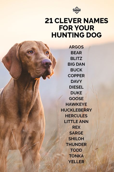 Looking for a unique and fitting name for your hunting dog? Here are some dog name ideas for your new hunting dog! #HuntingDog #PetNames #BoyNames #GirlNames #HoundDog #DogNames Country Dog Names, Hunting Dog Names, Dog Name Ideas, Granby Colorado, Cute Animal Names, Dog Names Unique, Hunting Dogs Breeds, Boy Dog Names, Girl Dog Names