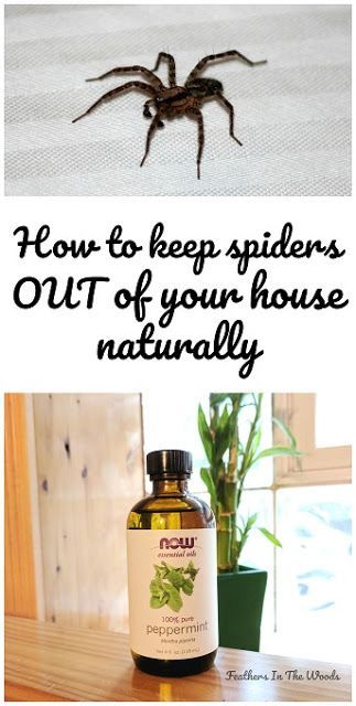 How to keep spiders out of your house naturally. 8 tips and tricks to stay spider free this fall! #spiders #housespiders #naturalpestcontrol #essentialoils Spider Deterrent, Spiders Repellent Diy, Natural Spider Repellant, Spider Repellent, Spider Spray, Repellent Diy, Spiders Repellent, Bug Spray Recipe, Get Rid Of Spiders