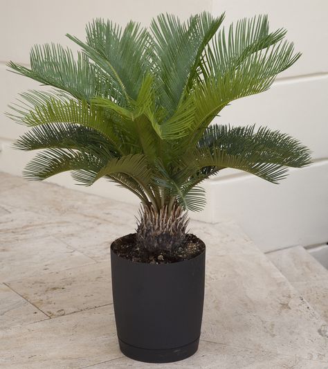 The spiky fronds of sago palm have an unmistakable look. Not actually a palm, but a cycad, one of the oldest plants on our Earth, sago palms were around when the dinosaurs roamed free; they are practically living fossils! Indoors they prefer bright indirect light. Botanic name: Cycas revoluta Care tip: Sago palms are toxic if consumed so keep them up and away from children and pets Sago Palm In Pot, Palm In Pot, Sago Palm Tree, Cycas Revoluta, Palm Tree Plant, Sago Palm, Kitchen Plants, Sun Water, Foundation Planting