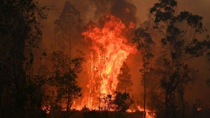 How will climate change affect the global economy? | The Week UK Koala Artwork, Australian Bushfires, Bushfires In Australia, Aussie Summer, Bush Fire, Wallpaper Australia, North Sydney, Volunteer Firefighter, Australian Bush