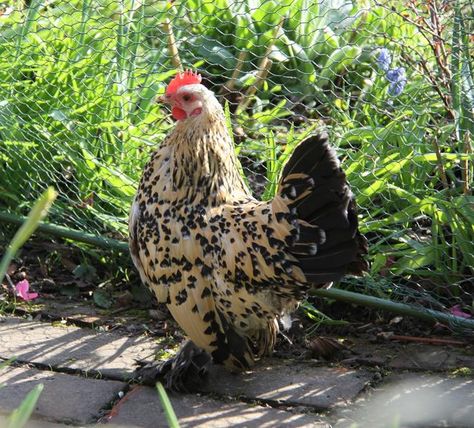 Lemon mille fleur booted bantam by Jennifer Booted Bantam Chicken, Pretty Chicken Breeds, Pretty Chickens, Chicken Photos, Bantam Chicken Breeds, Chicken Roost, Bantam Chickens, Pet Chicken, Types Of Chickens