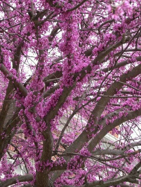 Eastern Redbud Tree, Tree Tat, Cercis Canadensis, Judas Tree, Eastern Redbud, Redbud Tree, Backyard Paradise, Ornamental Trees, Tat Ideas