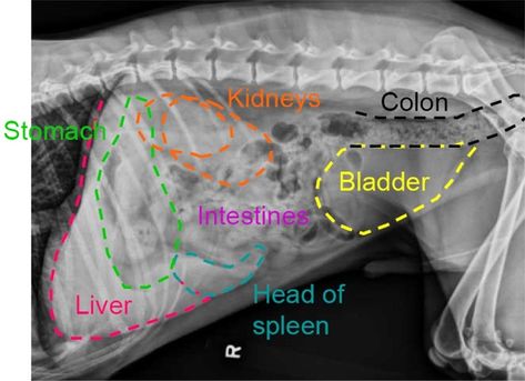 Canine Abdominal Radiograph Veterinary Radiology, Vet School Motivation, Vet Tech Humor, Veterinarian Technician, Vet Tech School, Veterinary Tech, Vet Tech Student, Vet Technician, Veterinary Studies