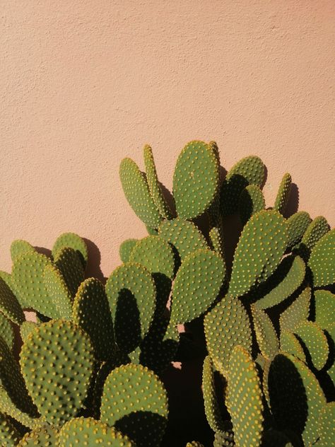 Green Desert Aesthetic, Green Cactus Aesthetic, Mexico Aesthetic Vintage, Cactus Aesthetic, Aesthetic Square, Mexico Aesthetic, Desert Aesthetic, Shadow Photography, Green Cactus