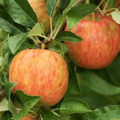 Apple Trees perfect for Norhtern climates Honeycrisp Apple Tree, Apple Tree Care, Thuja Green Giant, Leyland Cypress, Charlie Brown Christmas Tree, Gala Apples, Apple Varieties, Honeycrisp Apples, Apple Trees