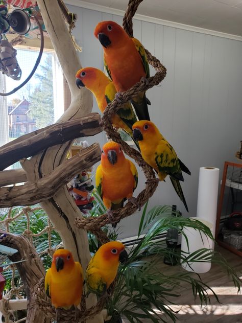 Sun conures Sun Conure Cage Setup, Sun Conure Parrot, Conure Cage, Sun Conures, Parrot Cages, Conure Bird, African Lovebirds, Parrot Food, Conure Parrots