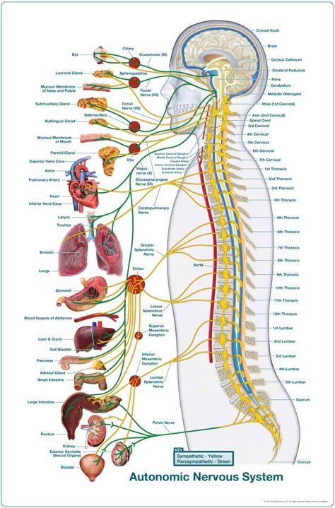 ANS Charts and Meric Charts of all sizes! Nerve Diagram, Nervous System Anatomy, Brain Anatomy, Human Body Anatomy, Spine Health, Muscular System, Muscle Anatomy, Autonomic Nervous System, Human Anatomy And Physiology