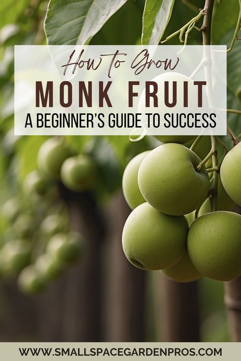 Discover how to grow monk fruit at home with our comprehensive guide for beginners! Dive into step-by-step instructions on planting, caring, and harvesting monk fruit. Unlock the secrets to a bountiful, sweet harvest and enjoy the health benefits of this natural sweetener. Ideal for novice gardeners eager to expand their green thumb. #MonkFruit #Gardening #GrowYourOwn #BeginnerGardeners #HomeGardenTips #SweetHarvest #NaturalSweetener Farm Plants, Tomatoes Recipe, Fried Green, Insecticidal Soap, Monk Fruit, Fried Green Tomatoes, Fruits Images, Soil Testing, Powdery Mildew