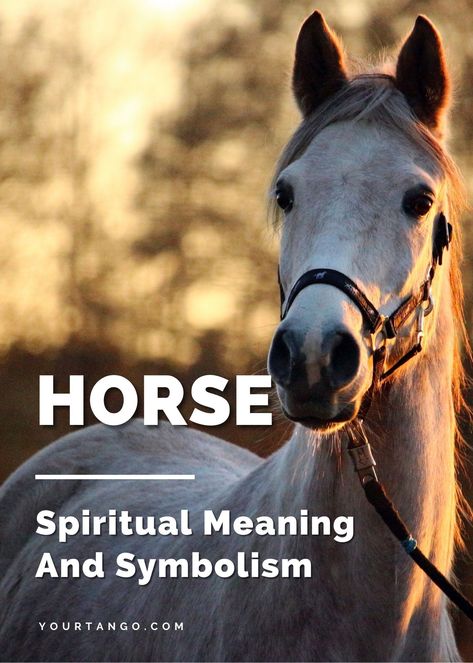 Horse Meaning Spirit Animal, Horse Symbolism Meaning, Horse Totem Spirit Animal, Spirit Animal Horse, Horse Spirit Animal Meaning, Horse Spiritual Meaning, Horse Meaning, Horse Symbolism, Horse Guide