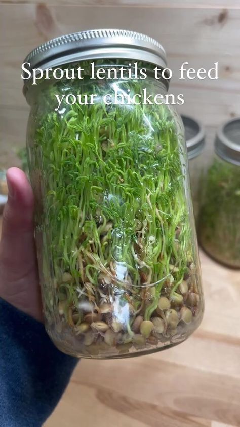 Sprouting lentils to supplement your backyard chicken’s diet is so easy! I saw this on the Tok & have been doing it since. The chickens love them! #backyardchickens #sproutinglentils #chickenfeed #lentils | Missi Thigpen Mullis | Missi Thigpen Mullis · Original audio Sprouting Lentils For Chickens, Lentils For Chickens, Sprouting Lentils, Yard Chickens, Farming Animals, Microgreens Recipe, How To Cook Lentils, Chicken Care, Baby Pool