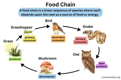 Food Chain in Ecology - Definition, Examples, Types Cell Diagram, Trophic Level, Learn Biology, Science Homework, Holiday Science, Chemical Energy, Keystone Species, Chemistry Worksheets, Forest Ecosystem