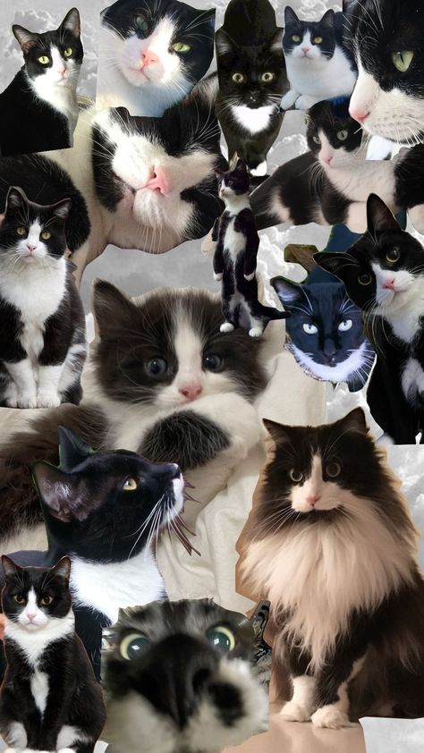 tuxedo Cats!!<3🐼🦝🐱 Tuxedo Wallpaper, Tuxedo Cat Wallpaper, Baby Tuxedo, Cat Tuxedo, Cat Collage, Tuxedo Cats, Black Kitty, Tuxedo Cat, Cat Stuff