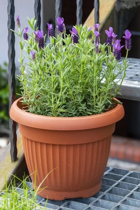 What To Do With Lavender Plants In The Fall Lavender Raised Bed, Caring For Lavender Plants Outdoor, Pruning Lavender In Fall, When To Harvest Lavender, Lavender In Terracotta Pot, Potted Lavender, Long Blooming Perennials, Starting Seeds Indoors, Pepper Seeds