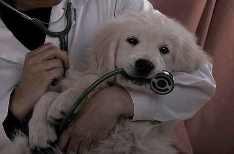 Vet Pictures, Vet Medicine, Vet Clinics, Veterinary Hospital, Puppy Play, Pet Insurance, Dog Care Tips, Golden Retriever Puppy, Retriever Puppy