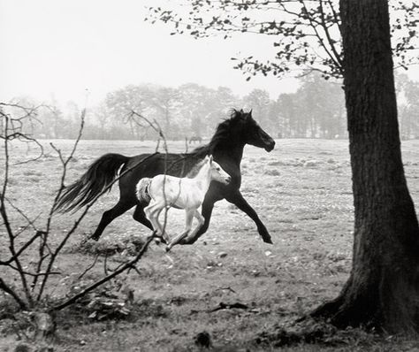 Peter Thomann: Stute mit Fohlen / Mare with Foal, 1963 printed 1970 Baby Horse, Horses Running, Horse Tattoo, Horses, Running, Black And White, White, Black