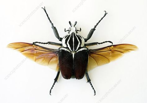 Goliath beetle - Stock Image - C002/3652 - Science Photo Library Goliath Beetle, Beetle Art, Cool Insects, Beetle Insect, Cool Bugs, Scarab Beetle, Beautiful Bugs, Creepy Crawlies, Insect Art