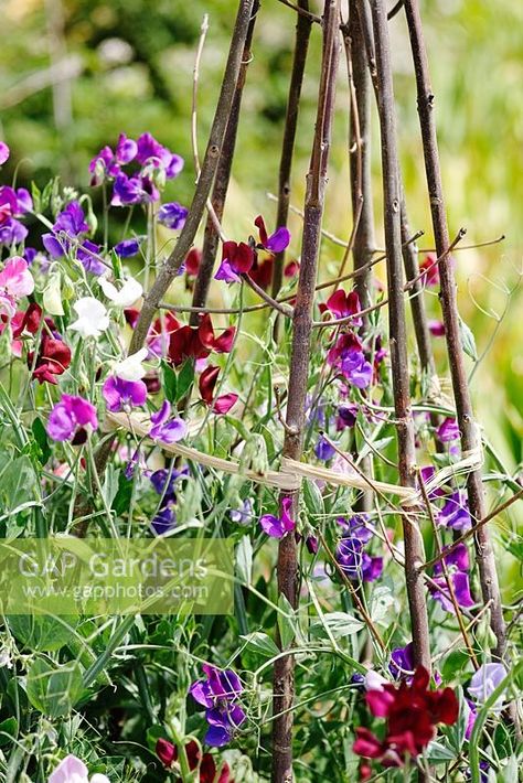 Lathyrus - Sweet peas growing up wigwam Sweet Pea Wigwam, Sweet Peas Growing, Peas Growing, Tudor Garden, Flower Trellis, Mill House, Plant Photography, Lake Cottage, June Wedding