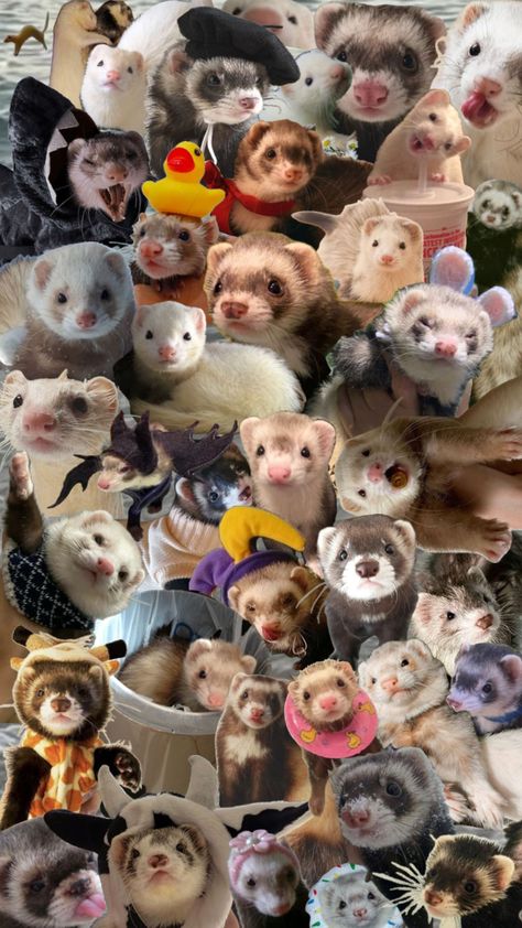 Mink Wallpaper, Mink Animal, Ferrets Care, 헬로키티 배경화면, Funny Ferrets, Pet Ferret, Cute Ferrets, Cute Disney Drawings, Pretty Animals