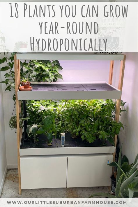 I’m not your “normal” micro homesteader, I mean I do all the normal stuff like grow food in my garden, preserve it, DIYs, reduce debt and all that jazz. But on top of all that I have a passion for growing food indoors hydroponically as well. If I could just encourage a handful more micro homesteaders to start growing food indoors I would be a happy lady. #microhomesteader #indoorgardener #hydroponics #growwhatyoueat Mason Jar Herb Garden Indoor Hydroponic, Hydroponic Gardening For Beginners Indoors, Home Hydroponics Diy, Mason Jar Herb Garden Indoor, Hydroponic Gardening For Beginners, Indoor Hydroponics System, Hydroponics Setup, Hydroponic Gardening Diy, Suburban Farmhouse