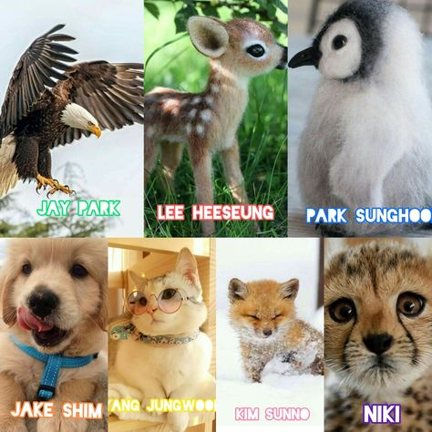 Enhypen With Animals, Enhypen As Animals, Animal Face Type Test, Enhypen Emoji Animal, Enhypen Representative Animals, Enhypen Pets, Enhypen Animal Characters, Animal Emoji, Funny Kpop Memes