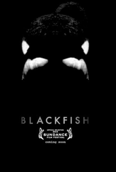 A primary poster from Blackfish (2013) Blackfish Documentary, Boycott Seaworld, Black Fish, Save The Whales, Orca Whales, Killer Whale, Sundance Film Festival, Sundance Film, Eye Opening