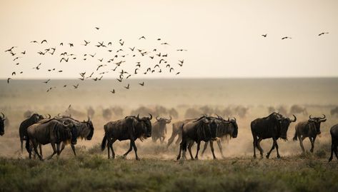 Migration Animals, Zanzibar Beach, Clever Animals, Grass Is Always Greener, Serengeti Tanzania, Great Migration, Zanzibar Beaches, Masai Mara Kenya, Masai Mara National Reserve