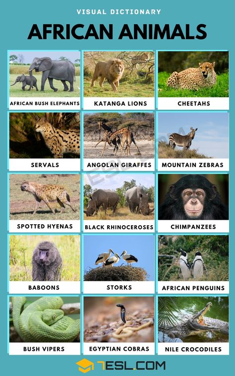 Animals Name With Picture, Animals Name List, Kids Facts, Animals List, Quiz For Kids, Animal Tips, Mountain Zebra, English Knowledge, African Bush Elephant