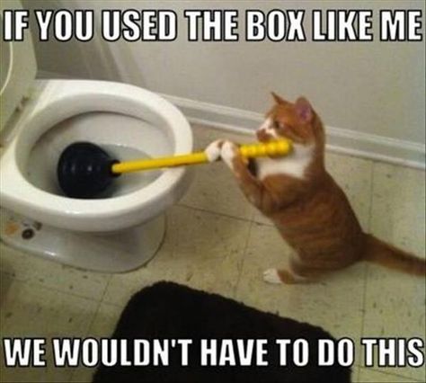 Yikes, you know it's bad when the cat is plunging! Call Evergreen Plumbing & Heating for any clogged toilet or plumbing issue! 401-921-1971  #funny #meme #cat #plumbing #plumbers #heating #hvac #RI #Warwick #Providence Plumbing Memes, Funny Cat Fails, Cat Fails, Cat Quotes, Funny Cat Memes, Funny Animal Memes, Silly Cats, Funny Animal Pictures, Animal Memes