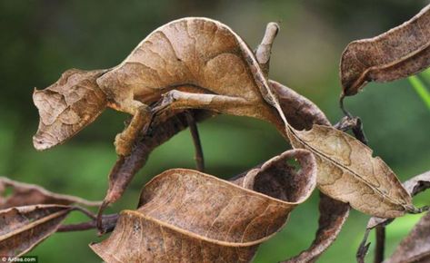 Satanic Leaf Tailed Gecko, Creepy Animals, Reptiles And Amphibians, Back To Nature, Weird And Wonderful, Gecko, Amphibians, Amazing Nature, Beautiful Creatures