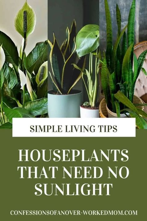 Are you looking for indoor plants that need no sunlight? Check out this list of plants that grow without sunlight and start growing today. Indoor Plants That Need No Sunlight, Indoor Plants Without Sunlight, Indoor Plants No Sunlight, No Sunlight Plants Indoor, Plants That Need No Sunlight, No Sunlight Plants, Office Plants No Sunlight, Cooling Plants, Indoor Shade Plants