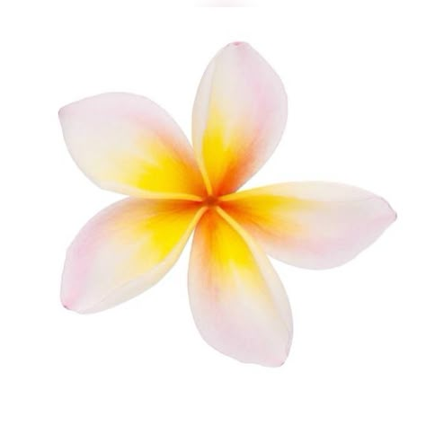 Flower App, Hawaii Summer, Beach Icon, Flower Icons, Summer Scrapbook, Summer Icon, Nothing But Flowers, Iphone Design, Hawaiian Flowers