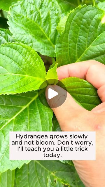 Home Gardening Lover on Instagram: "Stimulates hydrangeas to quickly bloom #gardeninggoals #gardeningistherapy #gardeningtips #gardeninglife #gardening_love #gardeninguk #gardening101 #gardeningtools #gardeningislife #gardeningtherapy #gardeningknowhow #gardeningseason #gardeningismytherapy #gardeningmakesmehappy #gardeningaustraliamag #gardeningday #gardeningideas #gardeningphoto" Quick Garden Ideas Easy Diy, Home Garden Tips, How To Get Hydrangeas To Bloom, Baking Soda For Hydrangeas, Hydrangea Plant Care, Hardy Hydrangea, Potted Plants Outdoor, Hydrangea Care, Plant Care Houseplant