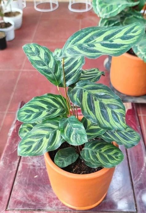 Calathea Makoyana are very needy to say the least. They typically will get brown edging on their beautiful leaves. But, they are beautiful and so rewarding to have as indoor house plants once you figure out how to work with them. Here are my care tips for Peacock Plant to better understand the specific conditions this plant needs to flourish, and troubleshoot any issues you may run into. Plant Leaves Turning Brown, Calathea Makoyana, Peacock Plant, Indoor House Plants, Orchid Bark, Things To Do Alone, Beautiful Leaves, Succulent Garden Diy, Plant Ideas