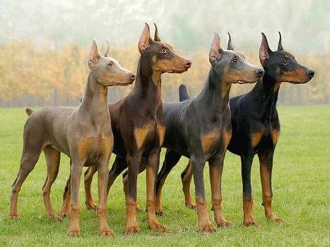 A look at the four doberman colors in the breed. Black,red, blue,fawn and white dobermans. What is a chocolate doberman or grey doberman? Do all-black dobermans exist? Doberman Colors, Blue Doberman, Ahal Teke, Doberman Pinchers, Doberman Love, Doberman Pinscher Dog, Psy I Szczenięta, Cutest Puppies, Doberman Dogs