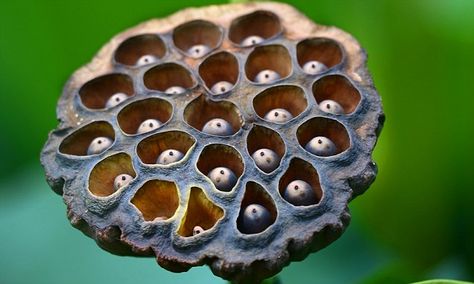 Lotus Flower Pod, Fear Of Holes, Lotus Plant, Lotus Pods, Popular Photography, Fertilizer For Plants, Garden Pottery, Ponds Backyard, Visual Texture