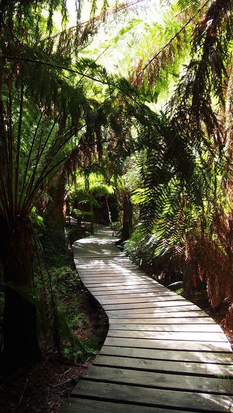 Maits Rest, Great Otway National Park Australian Continent, Redwood National Park, East Timor, New Caledonia, Solomon Islands, Small Island, Commonwealth, Tasmania, Papua New Guinea