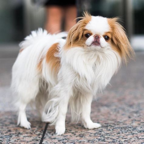 Japanese Chin Japanese Chin Puppies, Japanese Chin Dog, Brookfield Place, Disabled Dog, Pekingese Dogs, Cutest Puppies, Japanese Chin, Happy Today, American Kennel Club