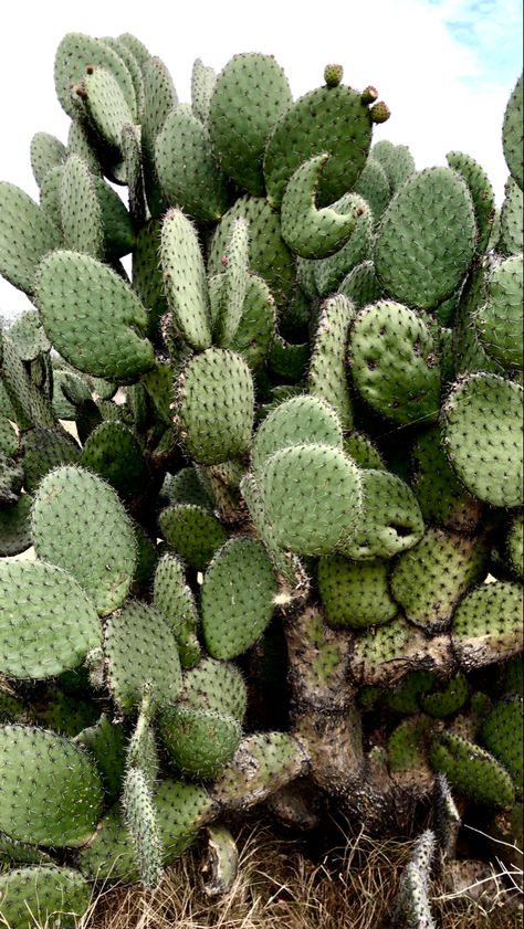 #cactus #love #wallpaper #mexico #green Wallpaper Mexico, Love Wallpaper, Green Backgrounds, Cactus Plants, Cactus, Wallpapers, Plants, Green, Mexico