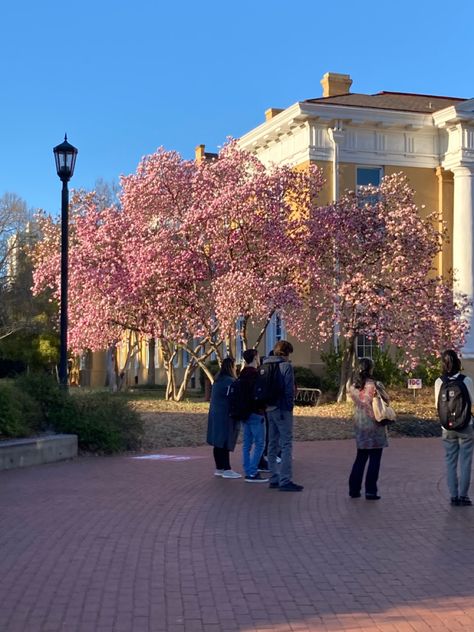 usc cherry blossom campus uofsc sc south carolina flowers tree aesthetic nature pretty pink yellow Uofsc Aesthetic, Usc Aesthetic, Usc College, University Aesthetic, College Things, Tree Aesthetic, Future Vision, Romantic Photos Couples, College Aesthetic