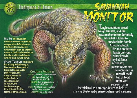 Savannah Monitor | Weird n' Wild Creatures Wiki | Fandom Savannah Monitor, Kinds Of Snakes, Monitor Lizard, Animal Conservation, Wild Animals Pictures, Monster Cards, Nature Card, Animal Study, Wild Creatures