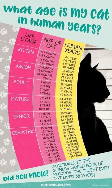 Cat Age Chart, Age Chat, Katt Grejer, Kat Diy, Cat Years, Cat Ages, Cat Language, Pet Tips, Haiwan Lucu