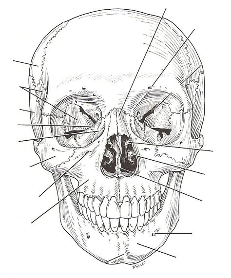 Anterior Skull Sketching People, Medical Drawings, Skull Anatomy, Studera Motivation, Skeleton Anatomy, Skeleton Drawings, 얼굴 드로잉, Human Anatomy Drawing, Siluete Umane