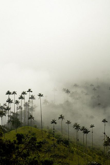 Fog and Wax Palms | by alejocock Falling Angels, Wedding Band Tattoo, Magic Places, Colombia Travel, Kindred Spirits, White Photos, Andalusia, Beautiful Islands, America Travel